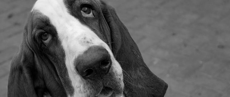 chien basset hound